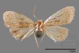 ǦW:Noctuidae sp.