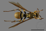 ǦW:Polistes rothneyi