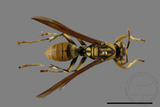 ǦW:Polistes rothneyi