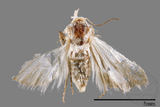 ǦW:Noctuidae sp.