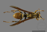 ǦW:Polistes rothneyi