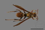 ǦW:Polistes formosanus