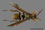 ǦW:Polistes rothneyi