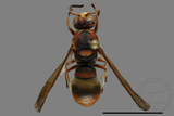 ǦW:Orancistrocerus drewseni ingens