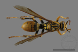 ǦW:Polistes rothneyi