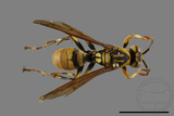 ǦW:Polistes rothneyi