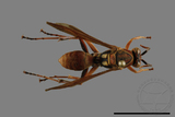 ǦW:Polistes formosanus