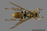 ǦW:Polistes rothneyi