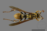 ǦW:Polistes rothneyi