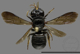 ǦW:Ceratina sp.