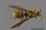 ǦW:Polistes rothneyi