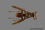 ǦW:Polistes formosanus