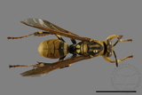 ǦW:Polistes rothneyi