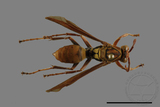 ǦW:Polistes formosanus