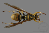 ǦW:Polistes rothneyi