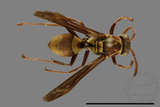 ǦW:Polistes shirakii