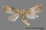 ǦW:Noctuidae sp.