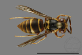 ǦW:Vespula arisana