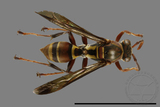 ǦW:Polistes stigma