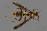 ǦW:Polistes stigma