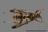 ǦW:Polistes stigma