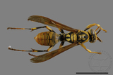 ǦW:Polistes rothneyi