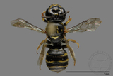 ǦW:Ceratina sp.