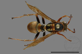 ǦW:Polistes takasagonus