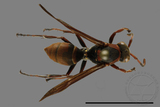 ǦW:Polistes eboshinus