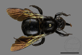 ǦW:Xylocopa tranquebarorum