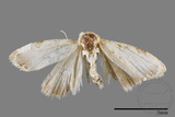 ǦW:Noctuidae sp.