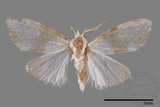 ǦW:Noctuidae sp.