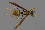 ǦW:Polistes rothneyi