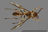 ǦW:Parapolybia nodosa