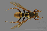 ǦW:Polistes takasagonus