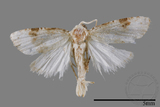 ǦW:Noctuidae sp.