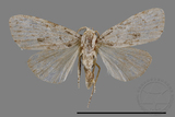 ǦW:Noctuidae sp.