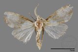 ǦW:Noctuidae sp.