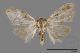 ǦW:Noctuidae sp.