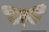 ǦW:Noctuidae sp.