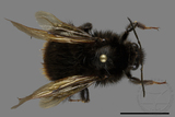 ǦW:Bombus trifasciatus