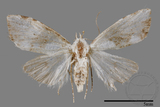 ǦW:Noctuidae sp.