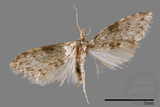 ǦW:Noctuidae sp.