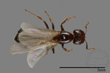 ǦW:Formicidae sp.