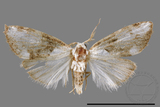 ǦW:Noctuidae sp.