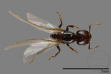 ǦW:Formicidae sp.