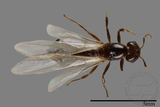 ǦW:Formicidae sp.