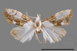 ǦW:Noctuidae sp.