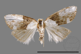 ǦW:Noctuidae sp.