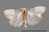 ǦW:Noctuidae sp.